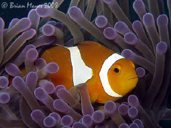 False Clown Anemonefish (Amphiprion ocellaris) from the P... by Brian Mayes 